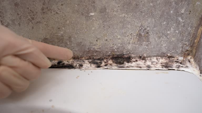 Best Air Quality Testing for Mold Spores  in Chandler, AZ